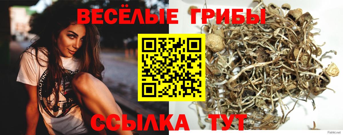 Мыски  Галлюциногенные грибы Cubensis  Вход с VPN 